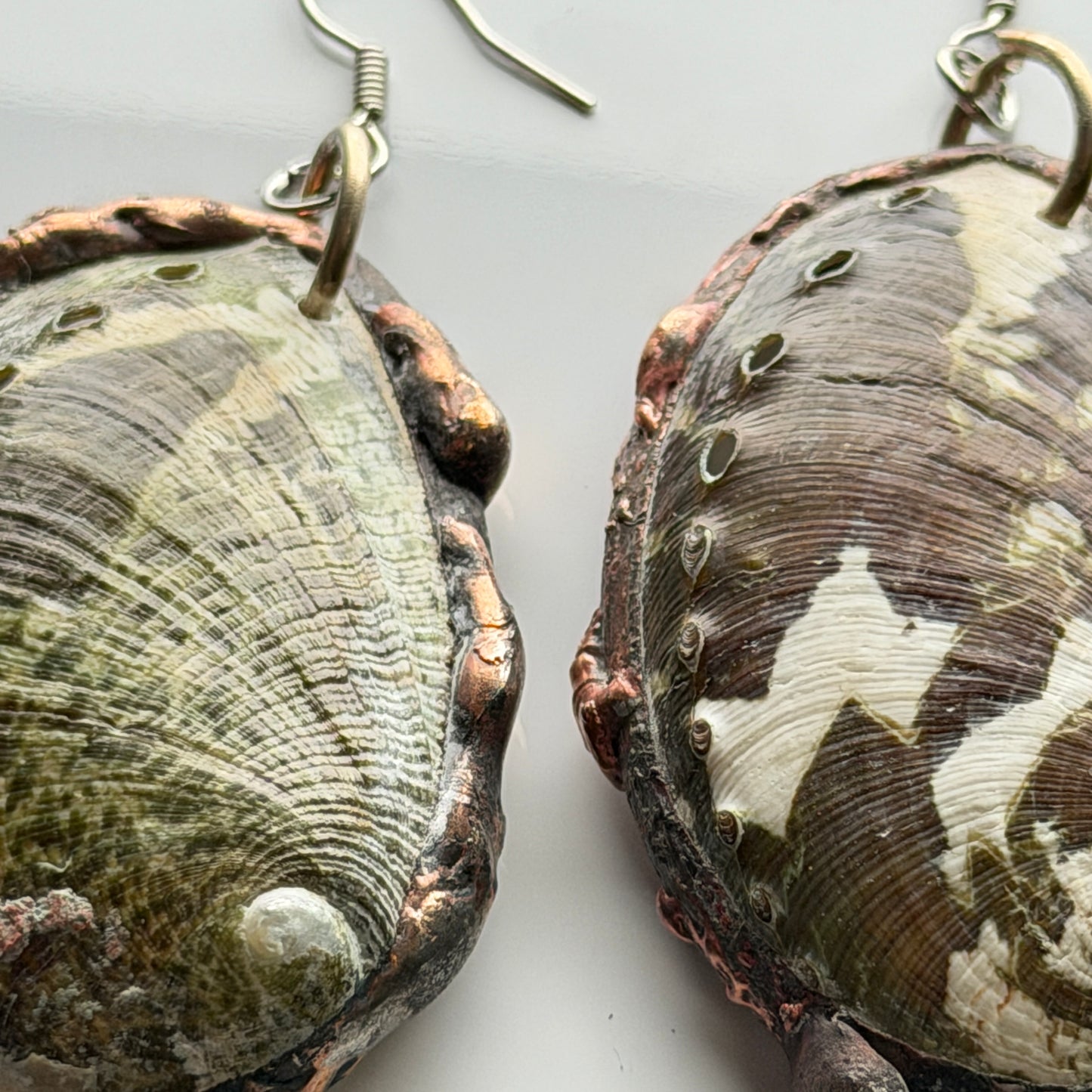 Abalone