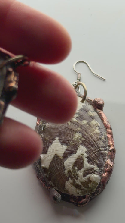 Abalone